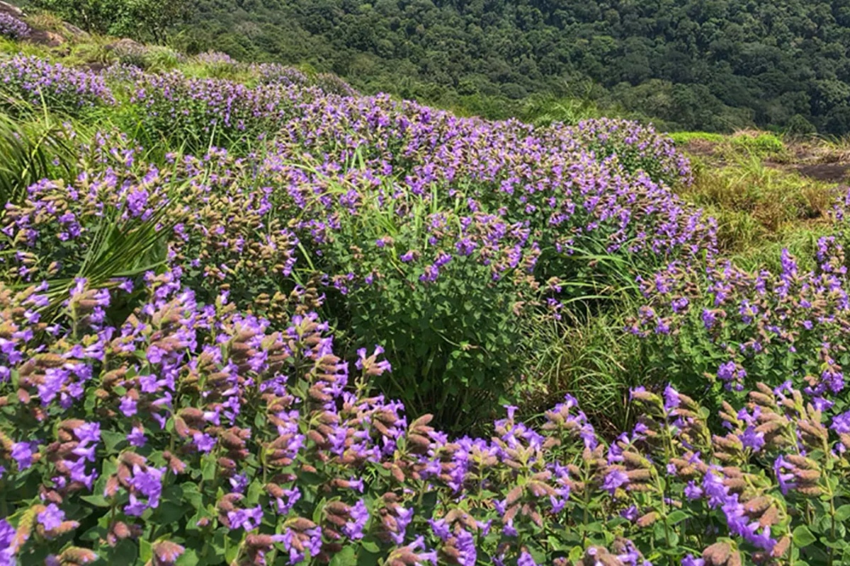 മൂന്നാർ ചൊക്രമുടി മലനിരകളുടെ അടിവാരത്ത് നീലക്കുറിഞ്ഞി പൂവിട്ട് തുടങ്ങി