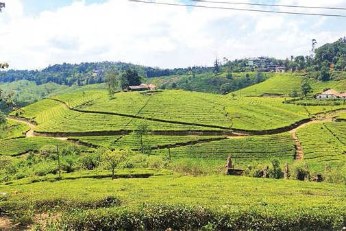 പീരുമേട്ടിൽ തേയില വ്യവസായം വീണ്ടും പ്രതിസന്ധിയിൽ
